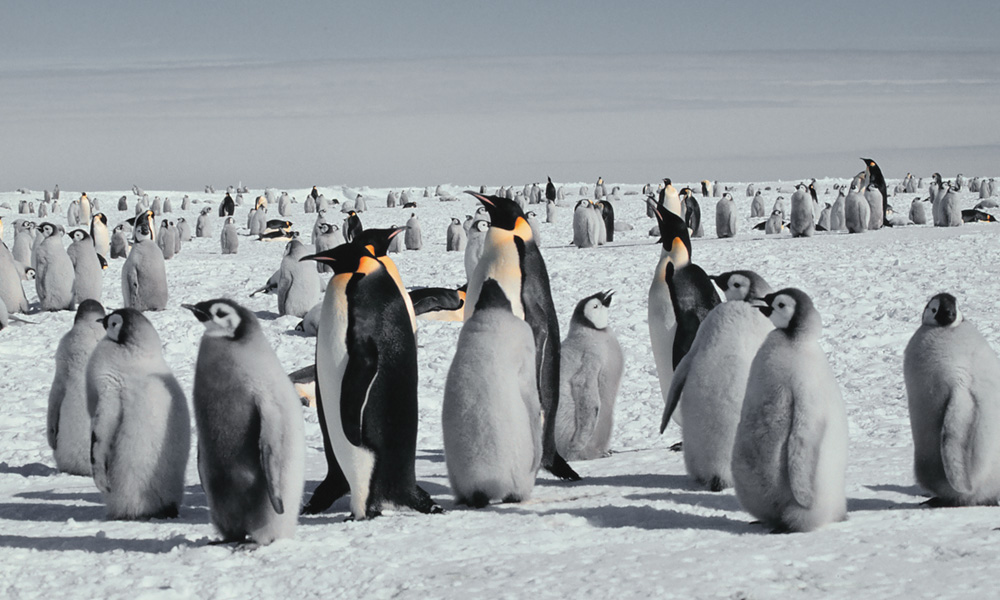 Satellite Imagery Reveals 11 New Emperor Penguin Colonies In Antarctica