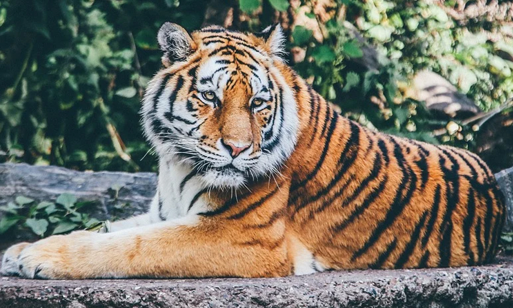 Uttar Pradesh: Trapped In Nylon Wire, Tigress In Dudhwa National Park Starves To Death