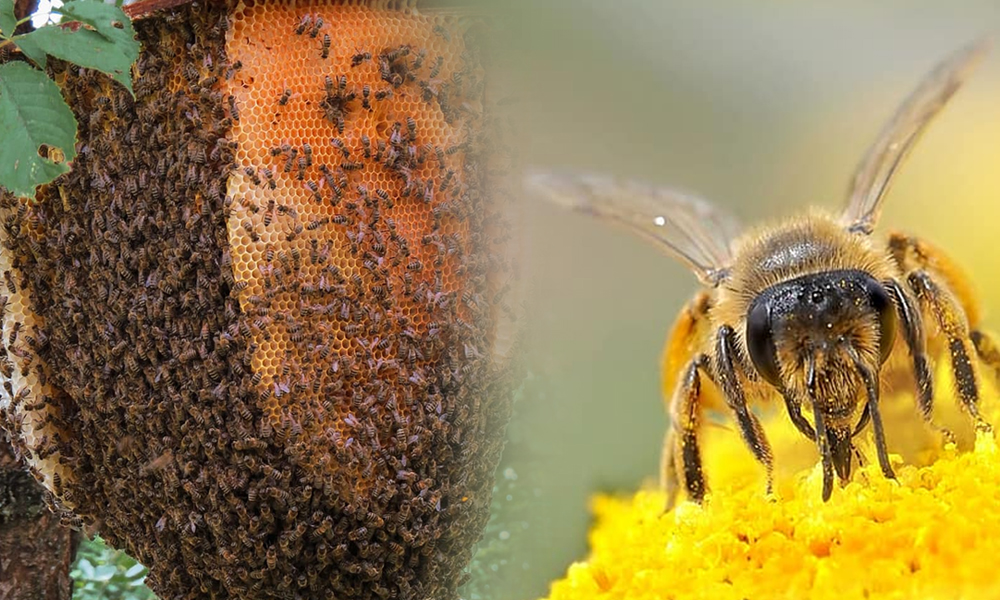 Air Pollution Is Having Adverse Effects On Wild Honey Bees: Study