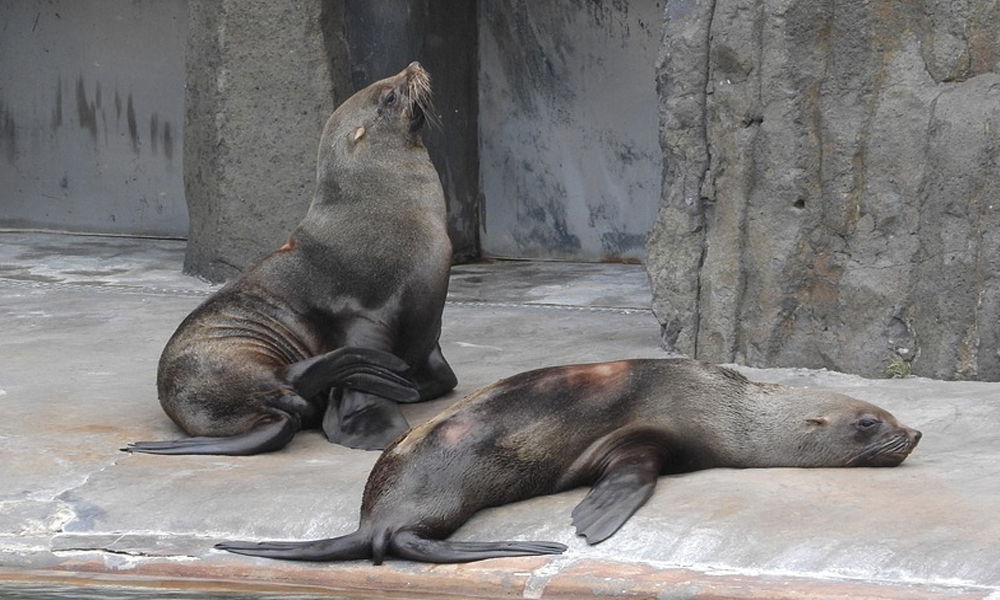 US Allows Killing Of Hundreds Of Sea Lions To Save Endangered Fish