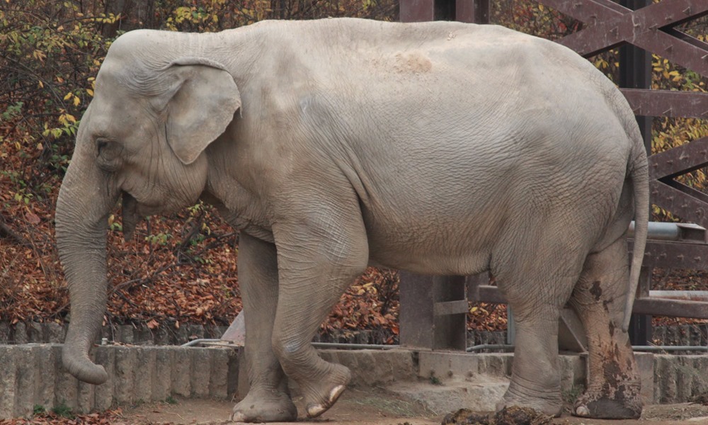 Elephant Chained For 30 Yrs In Pakistan Zoo Set Free After Court Order, Finds New Home In Cambodian Sanctuary