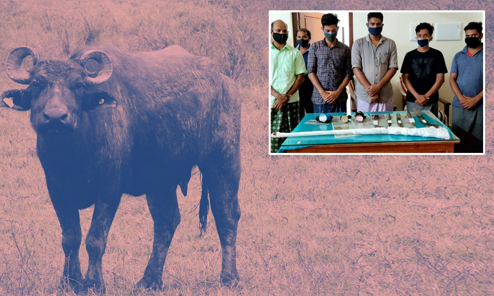 Kerala: Pregnant Buffalo Killed For Meat In Malappuram District, Six Held