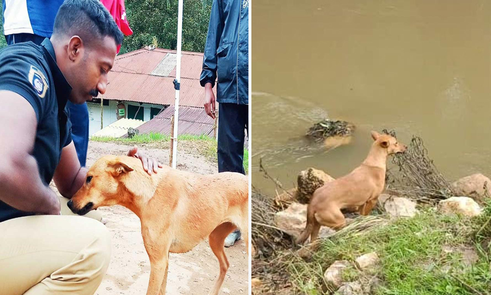 Kerala: Koovi, The Dog Who Found Girls Body In Idukki Landslide, To Be Adopted
