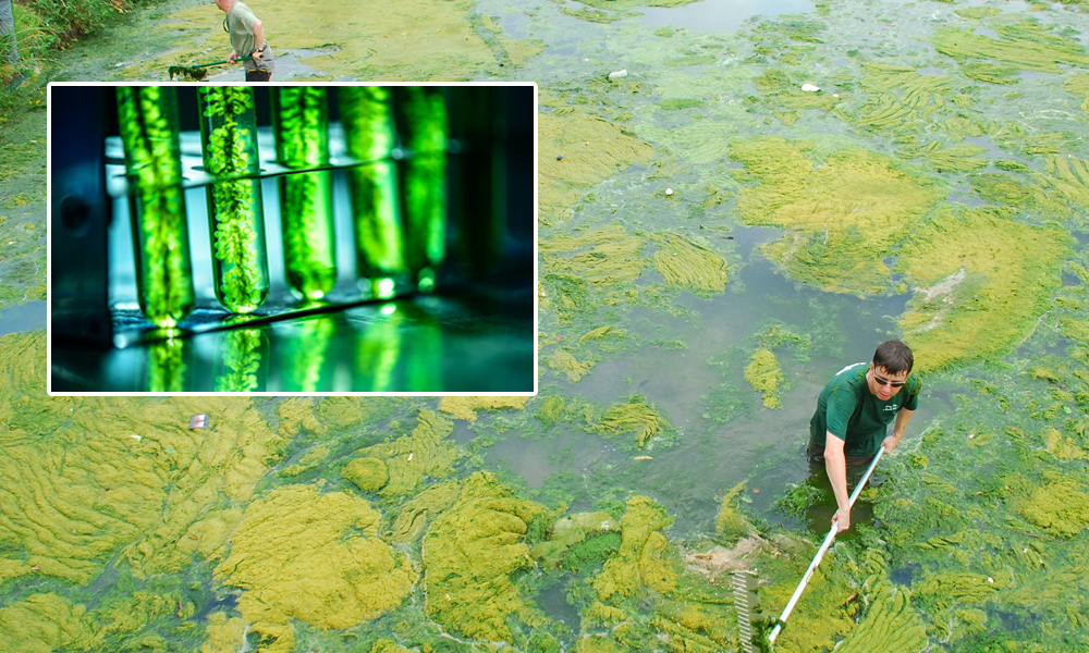 Scientists Develop Technique To Produce Biofuel From Algae To Boost Indias Clean Energy Efforts
