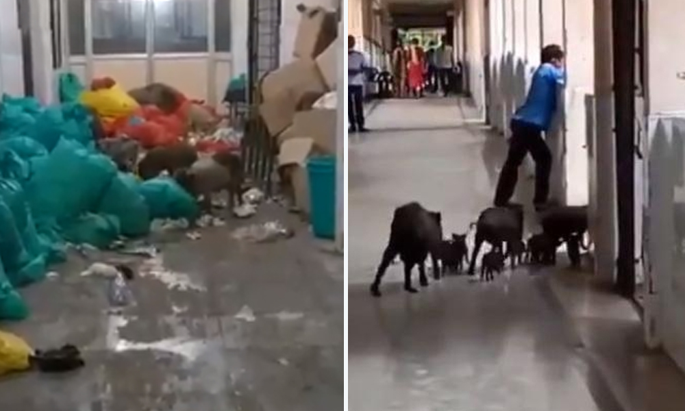 Karnataka: Pigs Roam Inside COVID Hospital In Raichur, Notice Issued To Authorities