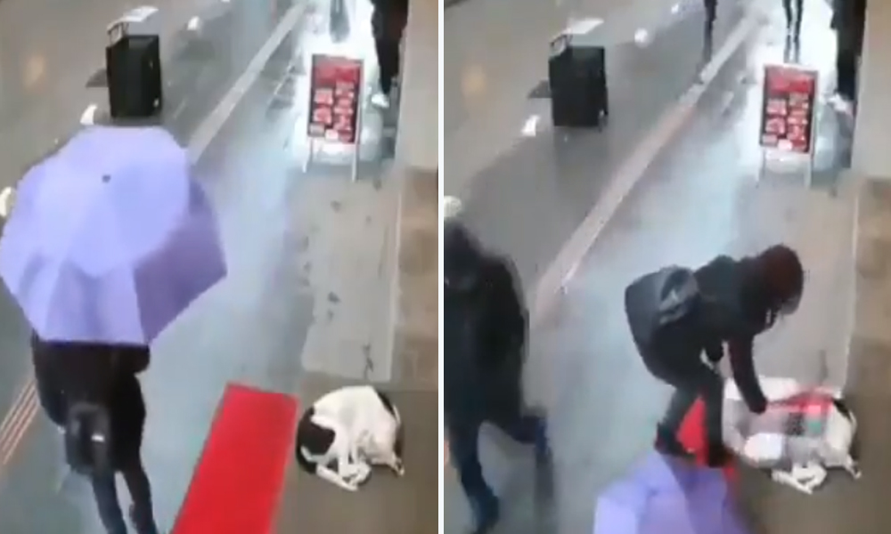 Watch: Woman Covers Stray Dog Shivering In Rain With Her Scarf In Turkey