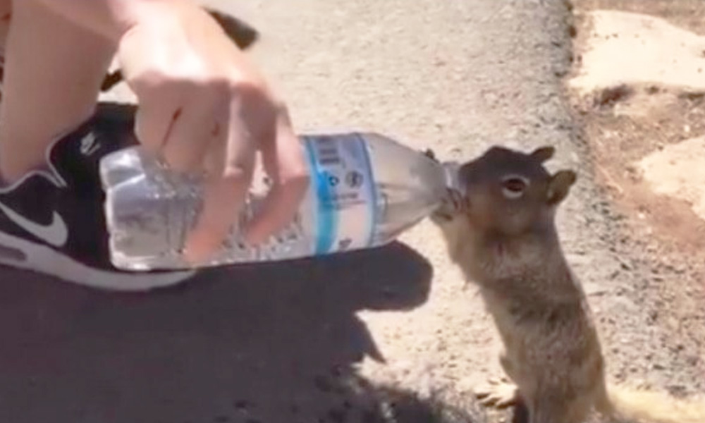 Watch: In Heartwarming Gesture, Man Gives Water To Thirsty Squirrel In Arizonas Grand Canyon National Park