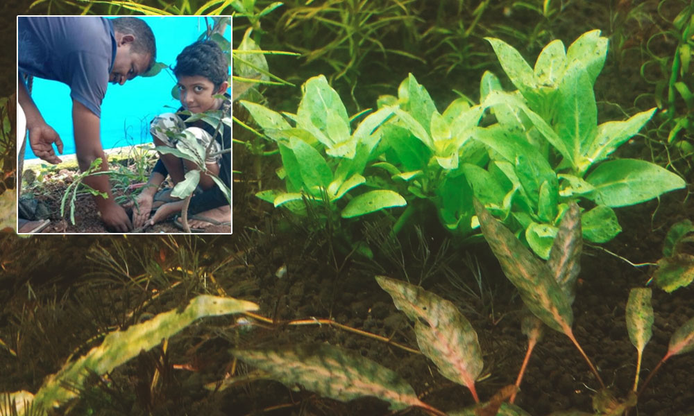 Kerala: Class 6 Boy Files Missing Complaint Of Gooseberry Tree, Police Gift Him 9 Saplings
