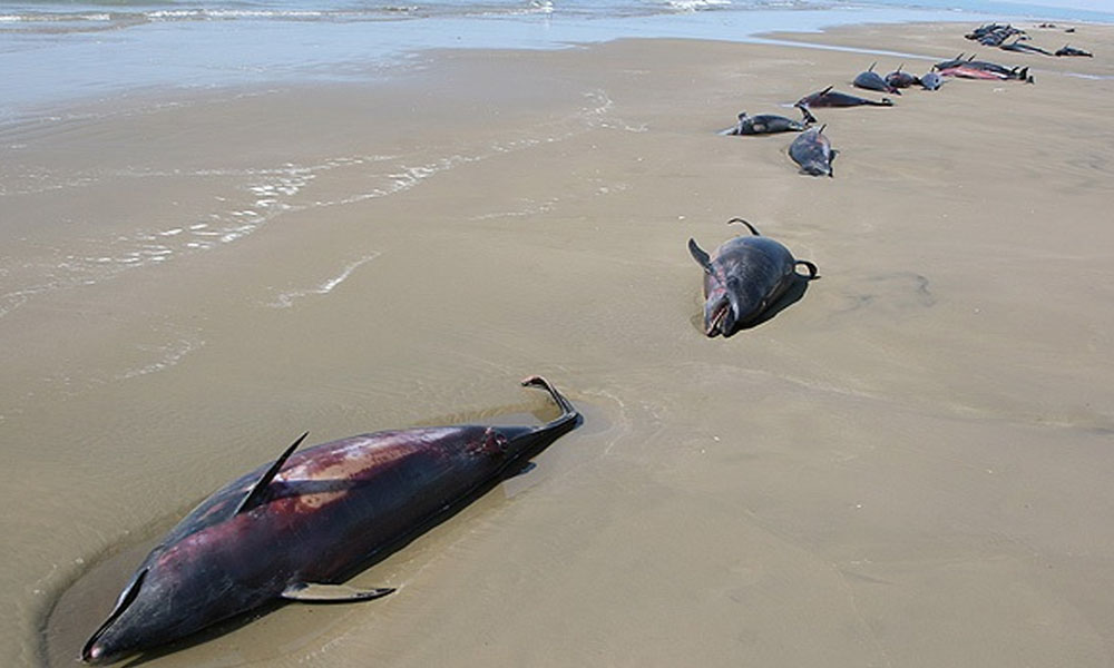 40 Dolphins Found Dead In Area Hit By Mauritius Oil Spill