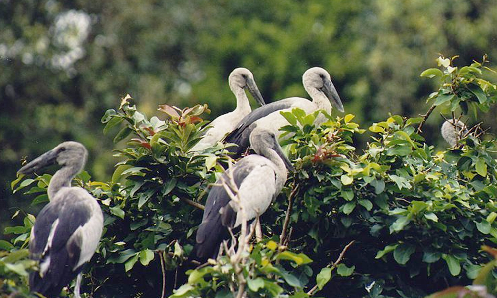 Bird Count In Bhitarkanika Park In Odisha Goes Up By Over 9,000