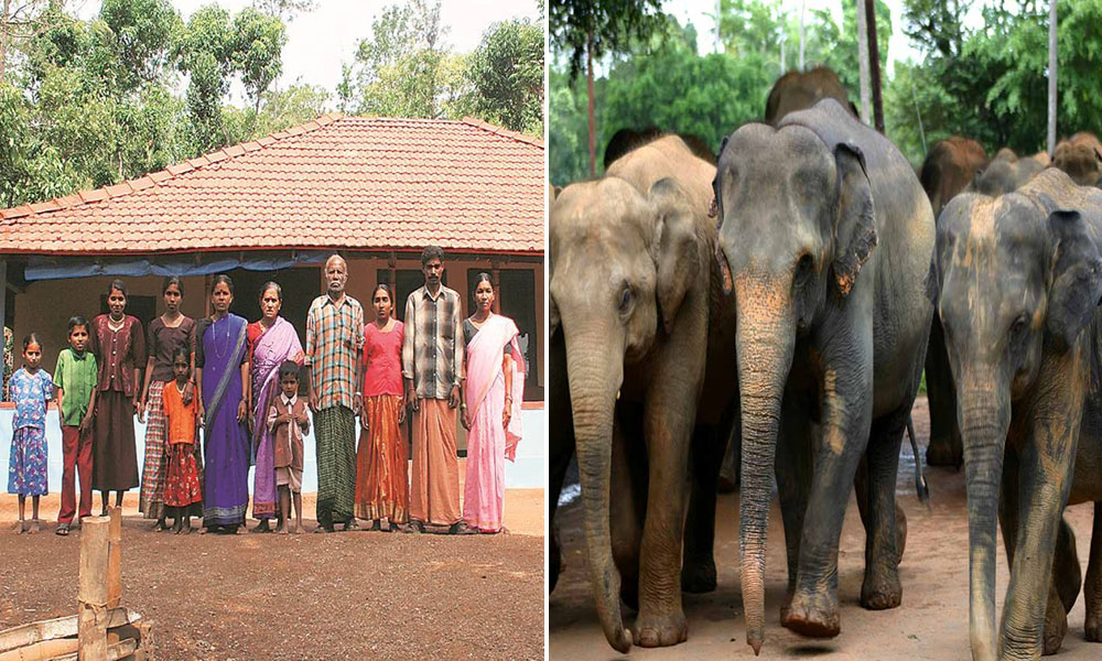 Kerala: Four Years After Being Secured, Wayanad Elephant Corridor Witnesses Rise In Animals, Incomes