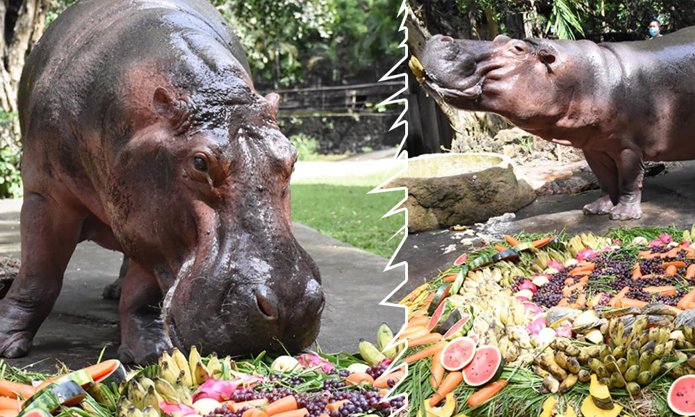 Thailands Oldest Hippo Mae Mali Celebrates 55th Birthday With Cake, Song