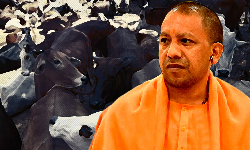 Uttar Pradesh: Over Half Of National Security Act Arrests Were For Cow Slaughter This Year
