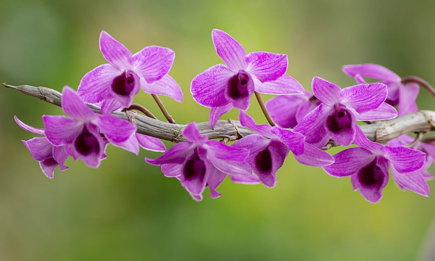 Rare Orchid Found For The First Time In Uttarakhand