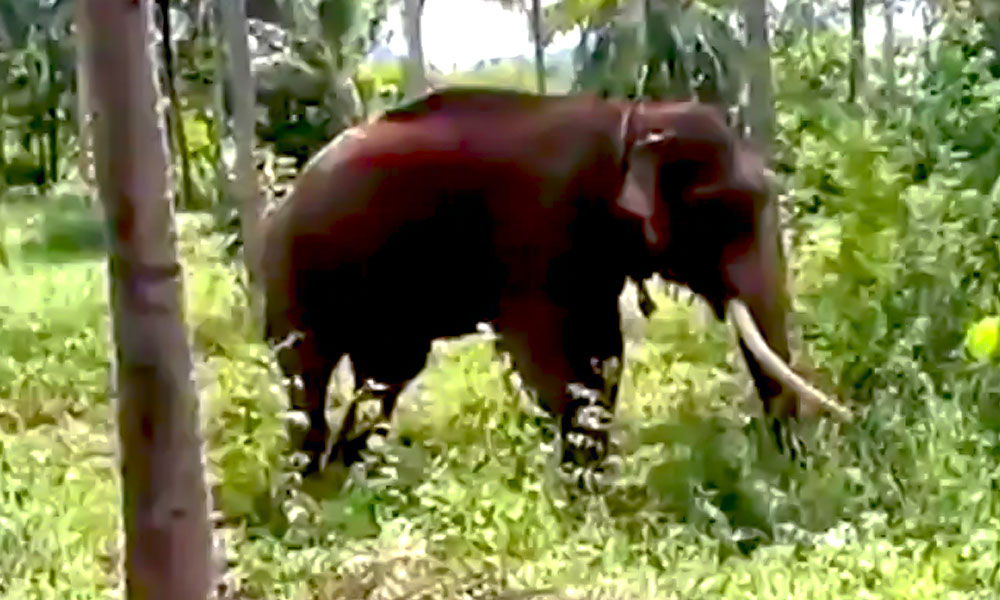 Injured Male Elephant Found Dead In Keralas Malappuram