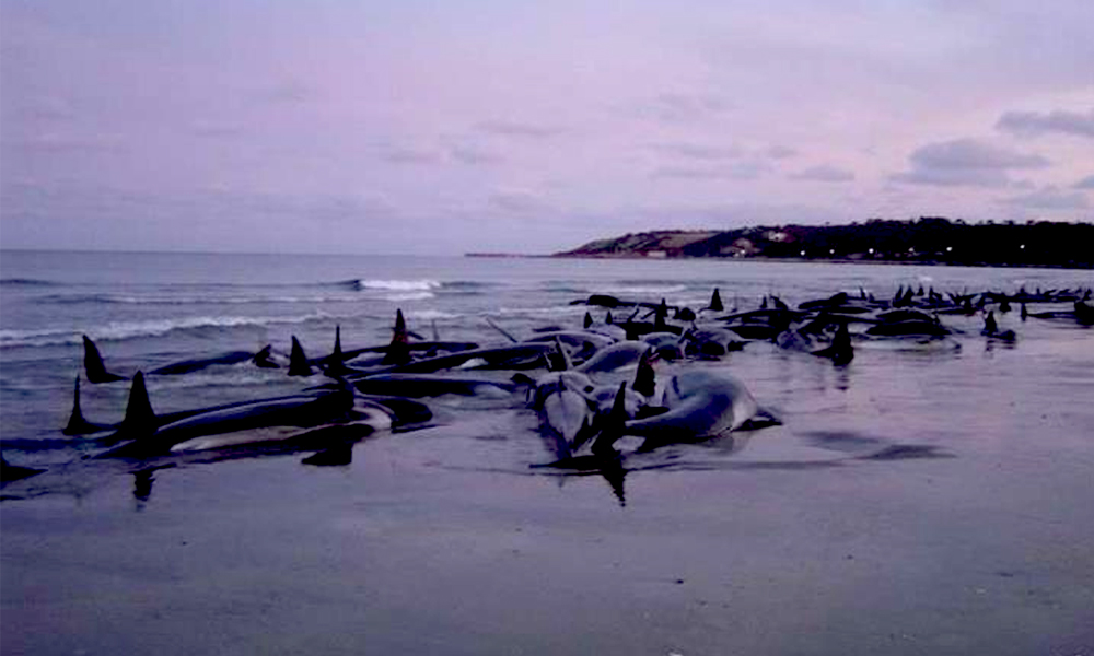 Australia whales: 90 dead in mass stranding off Tasmania - BBC News