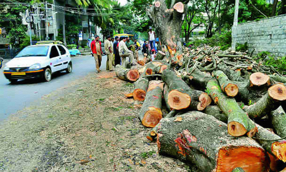 10.76 Million Trees Marked For Felling For Infra Projects In Last 5 Years: Environment Ministry