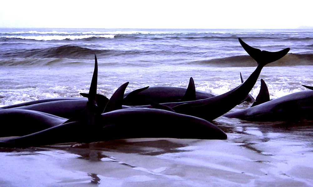 Australia: In Countrys Worst Stranding, Nearly 400 Pilot Whales Die In Tasmania