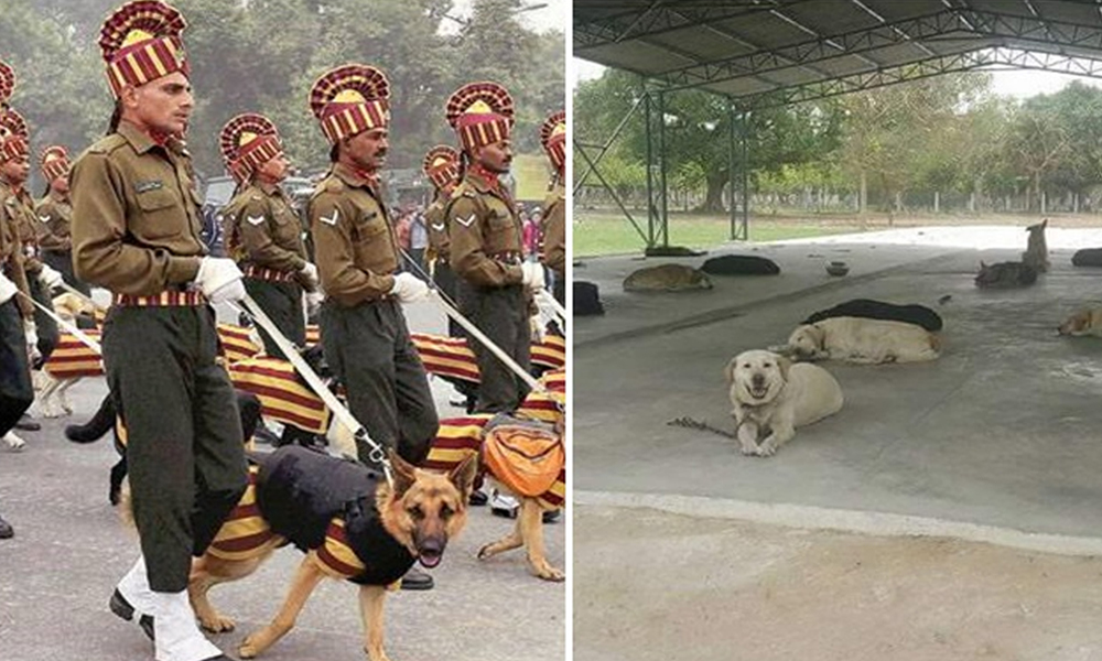 Indo Tibetan Border Police To Set Up Retirement Homes For Canine Veterans