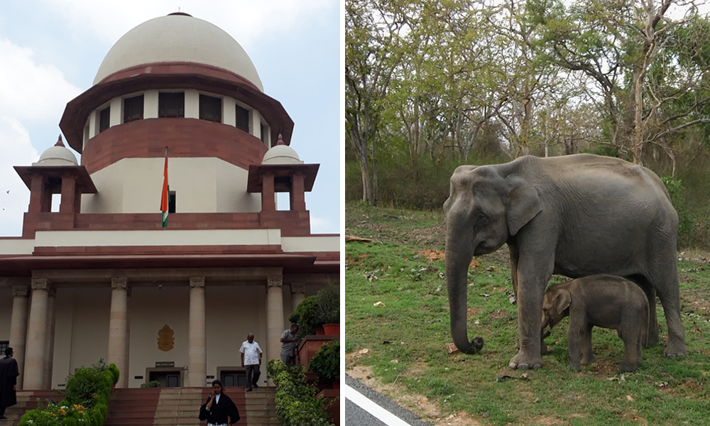 Supreme Court Orders Eviction Of All Resorts In Nilgiris Elephant Corridor