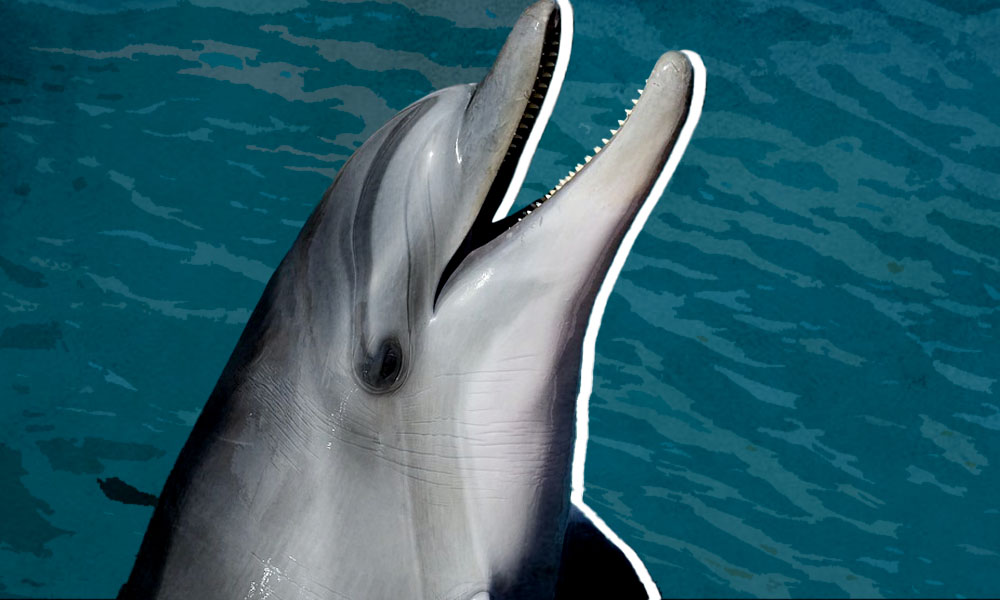 Robot Dolphins Could Soon Be Reality At Theme Parks