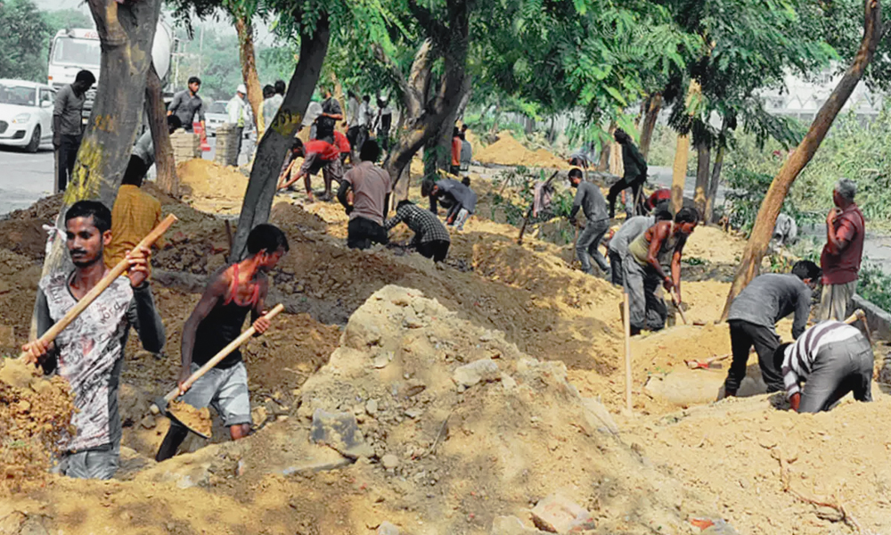 3,800 Trees Transplanted To Make Way For Dwarka Expressway, Many Dont Make It Through The Year