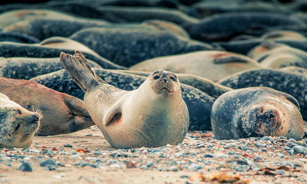 7000 Seals Found Dead At Breeding Colony In Namibia