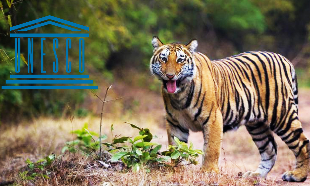 UNESCO Declares Panna Tiger Reserve A Biosphere Reserve