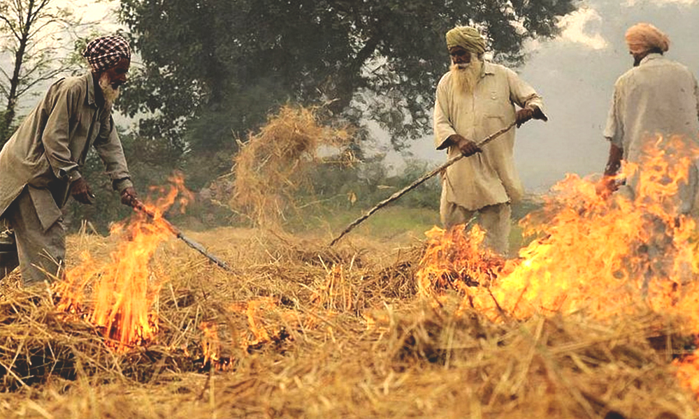49% Jump In Stubble Burning Cases In Punjab This Paddy Season: Data