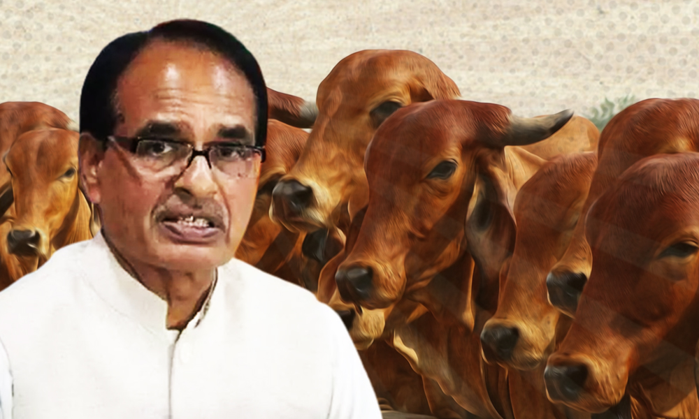 Madhya Pradesh: CM Shivraj Chouhan Announces Cow Cabinet To Protect Cows In State