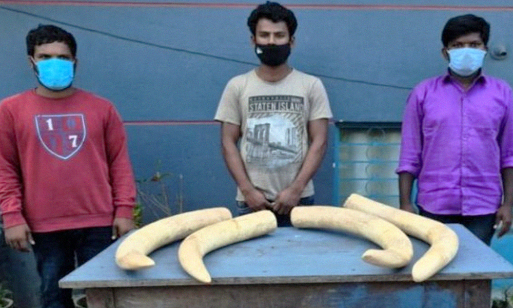 Jobless Due To Pandemic, Bengaluru Labourers Caught Selling Tusks