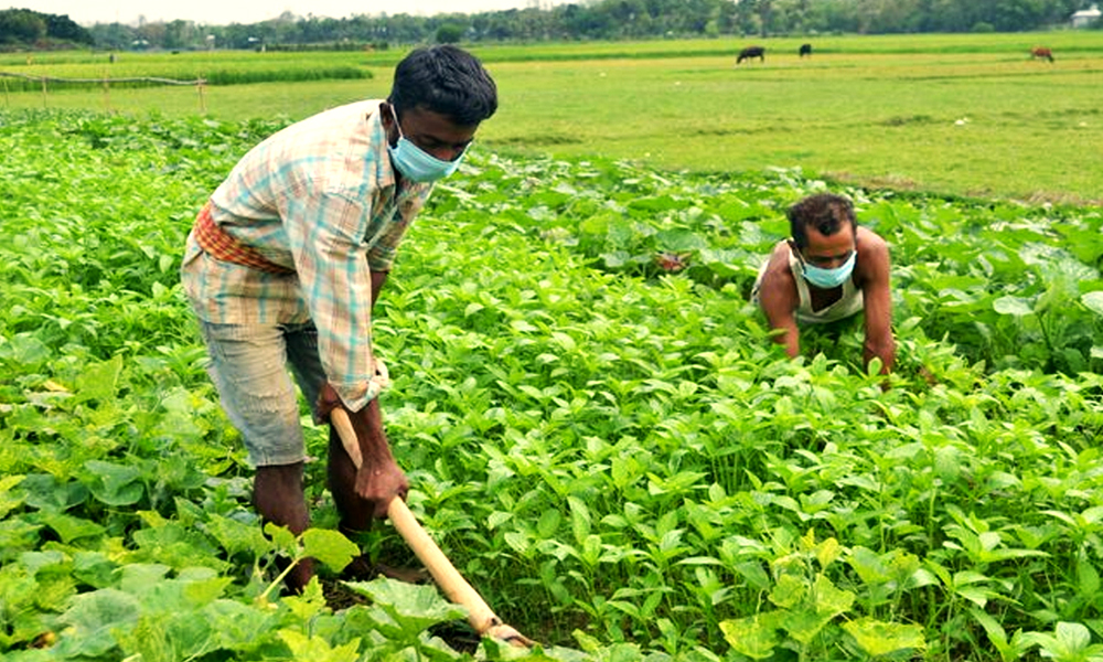 Karnataka: School Premises Converted Into Farms As Pandemic Drives Teachers To Opt For Odd Jobs