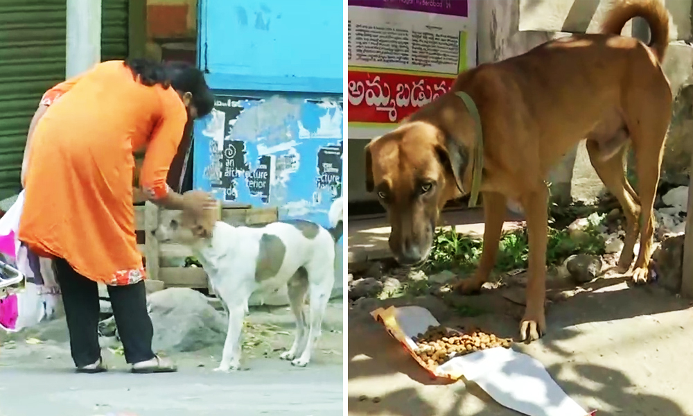 Hyderabad Woman Volunteers To Help Stray Dogs, Bears Their Expenses From  Her Savings