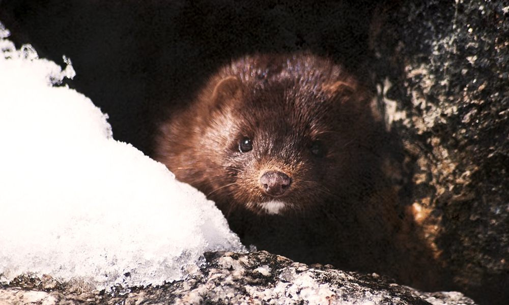 Denmark: Carcasses Of Mink Slaughtered To Prevent COVID Resurface From Mass Graves