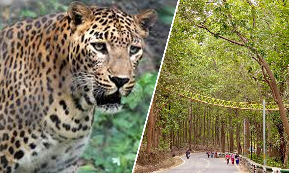 Uttarakhand Gets Special Ecobridge To Help Leopards, Reptiles Cross Busy Forest Road