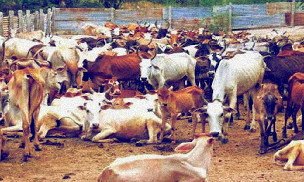 Karnataka Govt Passes Anti-Cow Slaughter Bill, Violators To Face Upto Five Yrs Jail Term​