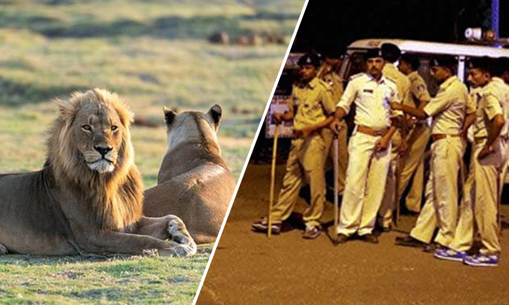 Gujarat: Two Arrested For Chasing, Scaring Away Lions In Gir Forest