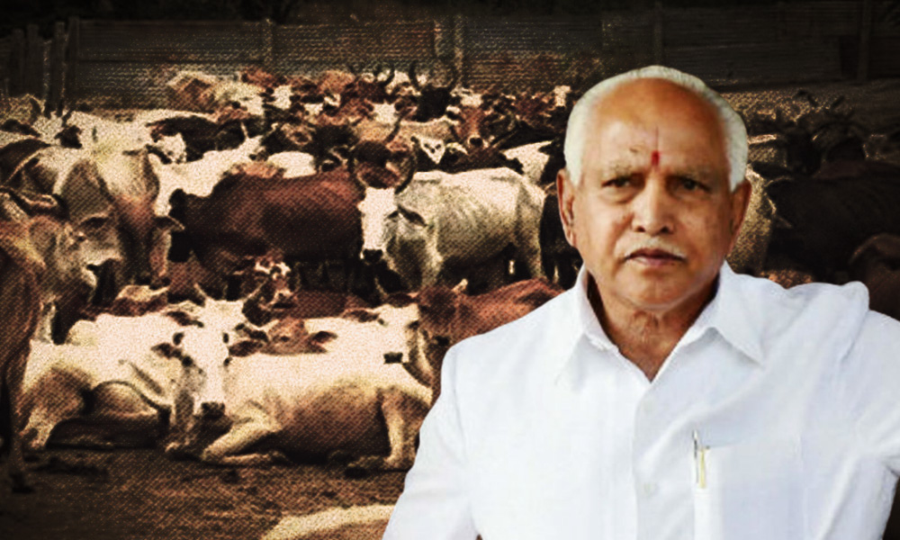 Karnataka Gives Nod To Anti-Cow Slaughter Ordinance, But No Ban On Beef Consumption