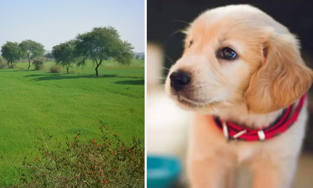 Madhya Pradesh: Irked By Sons Behaviour, Father Writes 2-Acre Land For Pet Dog In His Will