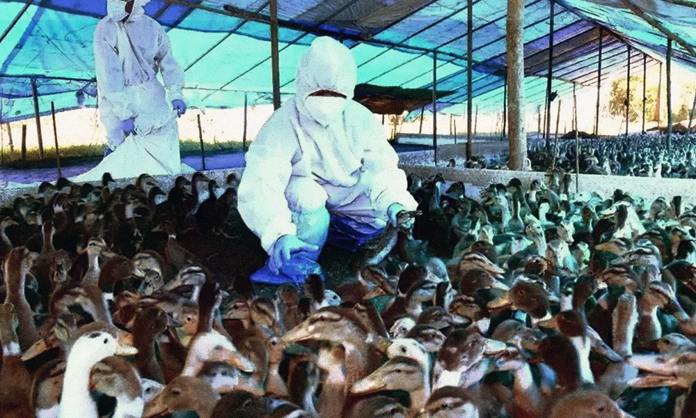 States Step Up Measures To Contain Spread Of Bird Flu After Thousands Of Birds Drop Dead Across Country