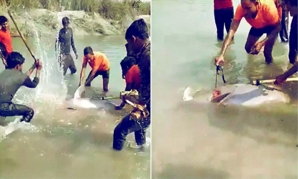 UP: Rare Gangetic Dolphin Beaten To Death By Locals In Pratapgarh, Three Arrested After Video Goes Viral