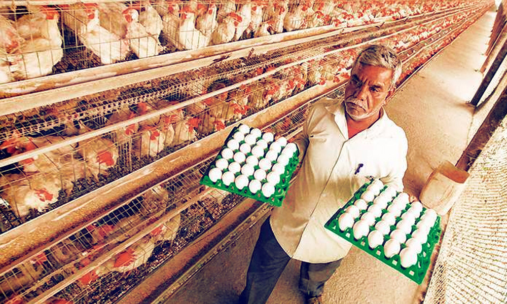 No Need To Shut Poultry Markets, Govt Tells States As Prices Of Chickens, Eggs Drop