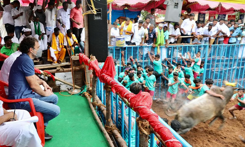 Tamil Nadu: Congress Leader Rahul Gandhi Attends Jallikattu Event, BJP Calls Out Hypocrisy