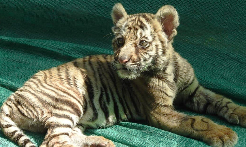 Kerala: Abandoned By Mother, Disabled Tiger Cub Finds Foster Parents In Forest Officials