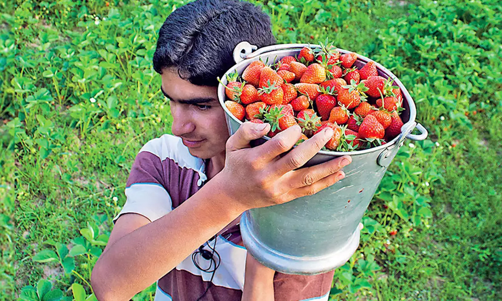 Navi Mumbai: Panvel Duo Taste Success In Strawberry Cultivation Despite Adverse Climatic Conditions