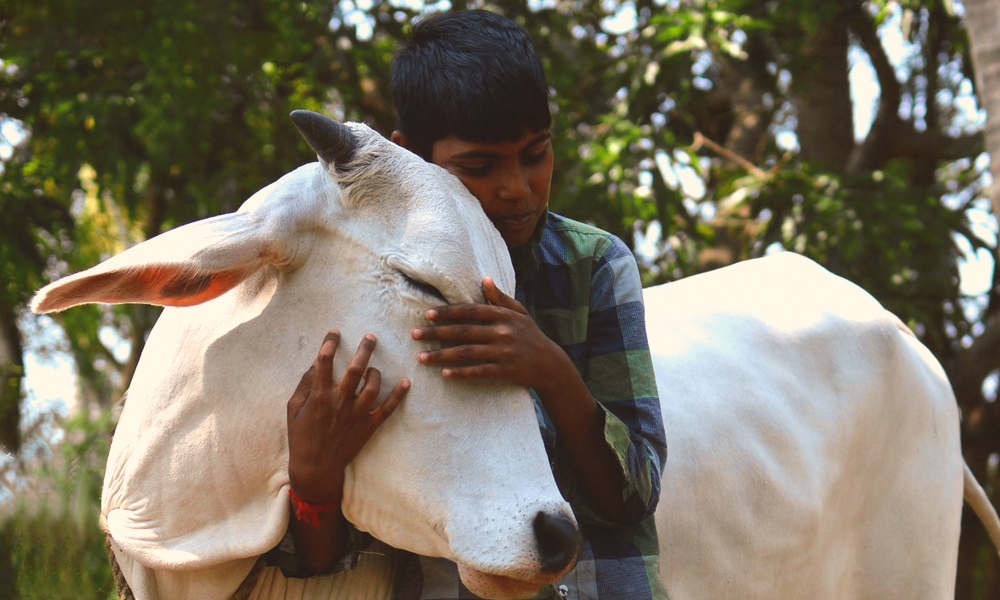 Hug A Cow And Cure Your Disease: This NGO In Haryana Is Set To Launch Cow Cuddling Centre
