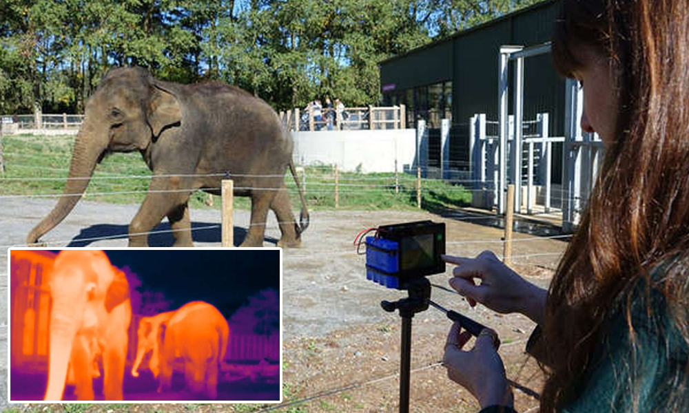 How 30,000 Elephant Selfies Will Save Endangered Animal, Reduce Man-Animal Conflict