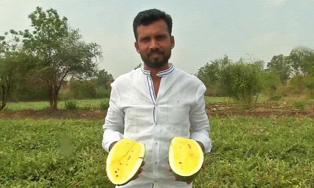 Karnataka Farmer Cultivates Chemical-Free Yellow Watermelons Scientifically