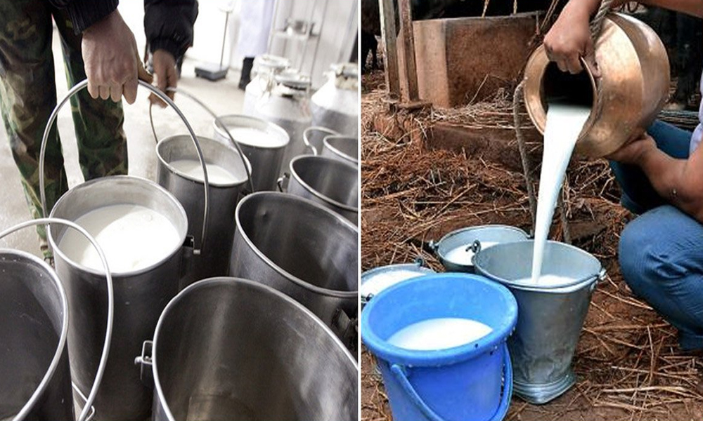 Haryana: Khap Panchayats Increase Milk Prices To Rs 100 Per Litre In Protest Against Farm Laws, Fuel Prices