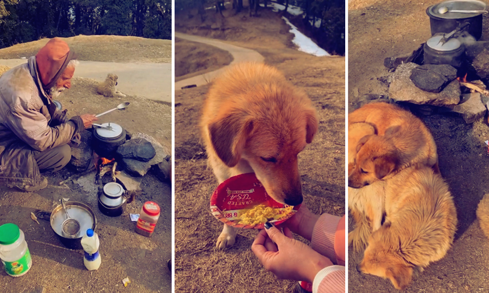 Canines Hero: Struggling To Earn His Bread, This Man Is Feeding, Sheltering 16 Dogs In Himachal Pradesh
